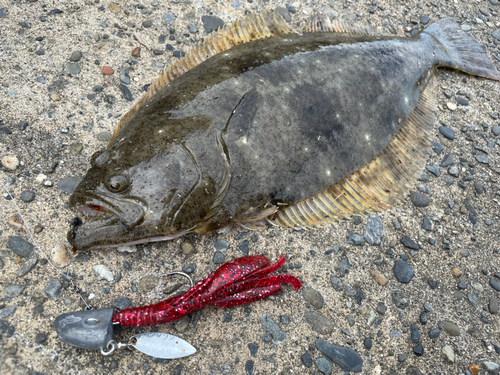 ヒラメの釣果