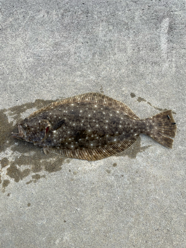 ヒラメの釣果