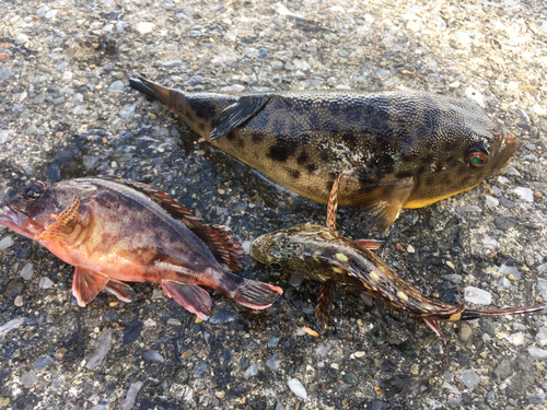 カサゴの釣果