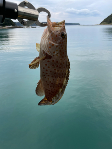 ホウセキハタの釣果