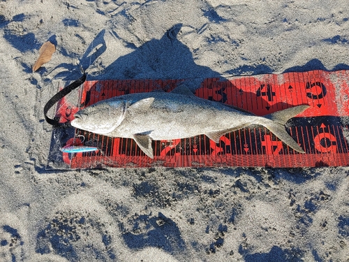 イナダの釣果