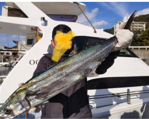 サワラの釣果