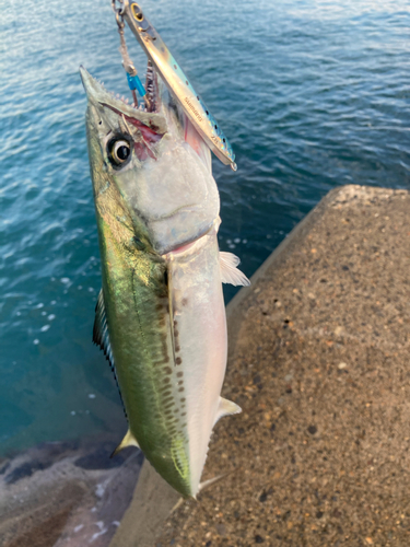 サゴシの釣果