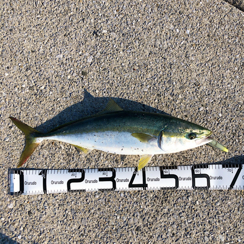 メジロの釣果