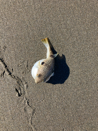 フグの釣果