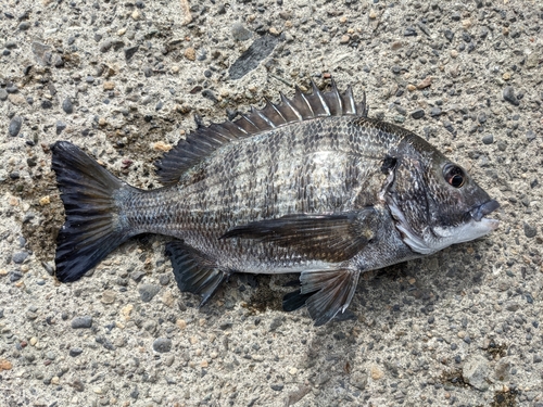 クロダイの釣果