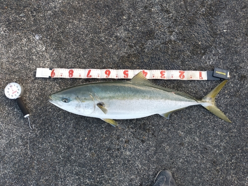 ブリの釣果