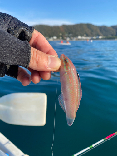 ニシキベラの釣果