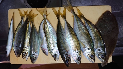 アジの釣果