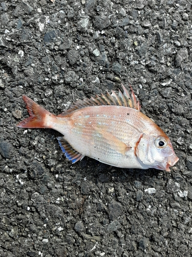 タイの釣果