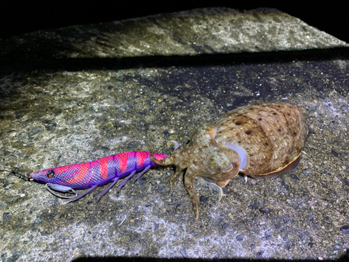 コウイカの釣果