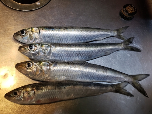 マイワシの釣果