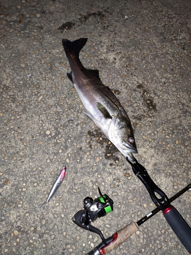 フッコ（マルスズキ）の釣果