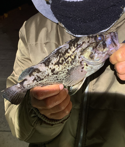 クロソイの釣果