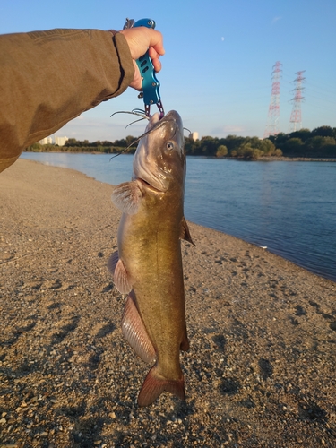 アメリカナマズの釣果