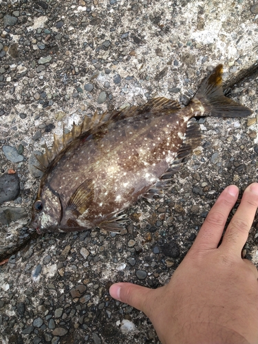 アイゴの釣果