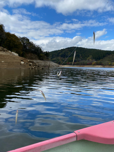 ワカサギの釣果