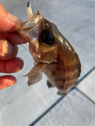 メバルの釣果