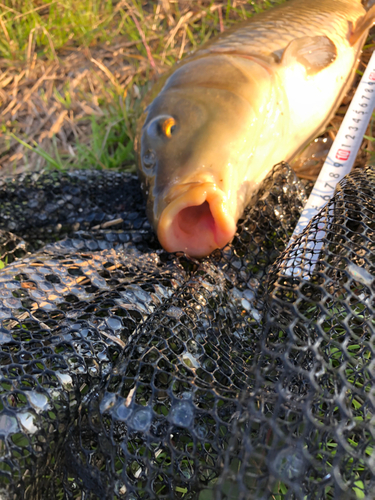 コイの釣果