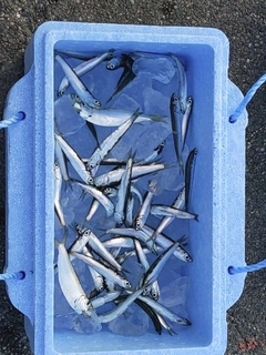 イワシの釣果