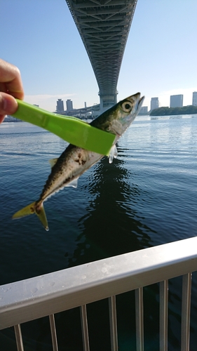 サバの釣果