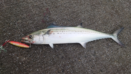 サゴシの釣果