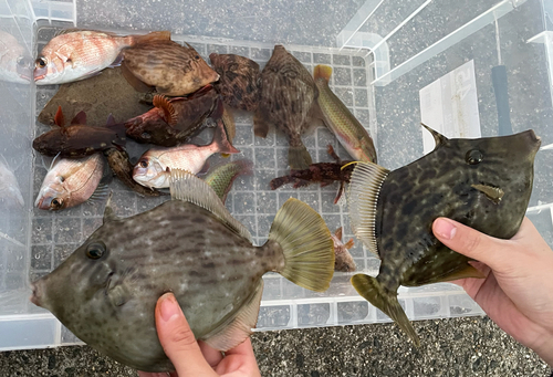 カワハギの釣果