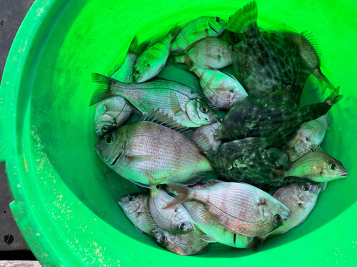 カワハギの釣果