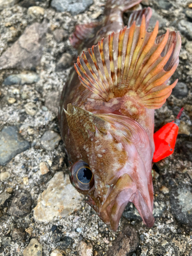 カサゴの釣果