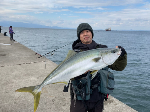 ハマチの釣果