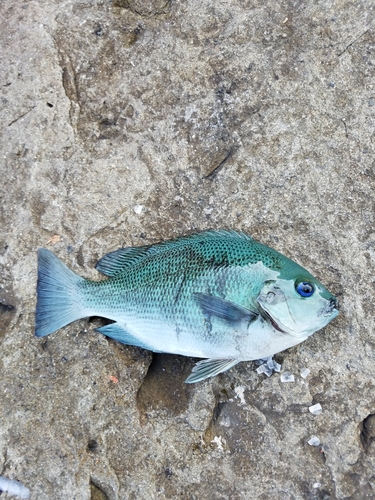 クチブトグレの釣果