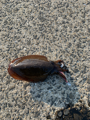 コウイカの釣果