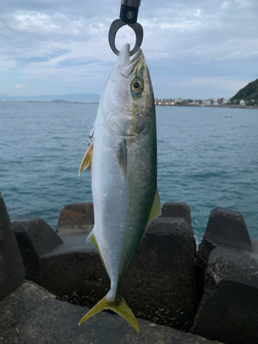 イナダの釣果