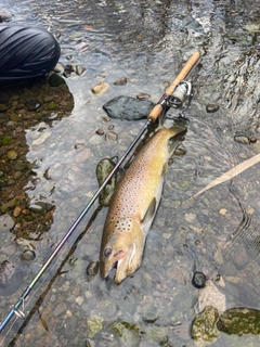 ブラウントラウトの釣果