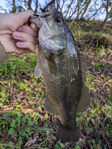 ラージマウスバスの釣果