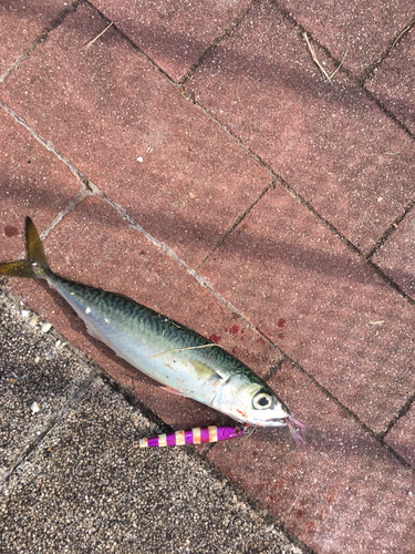 サバの釣果