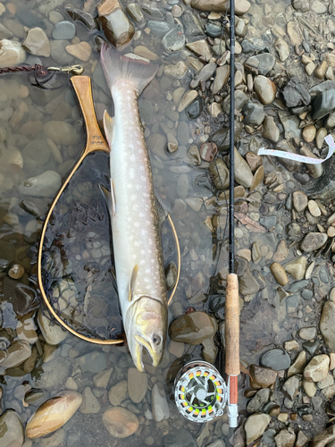 アメマスの釣果