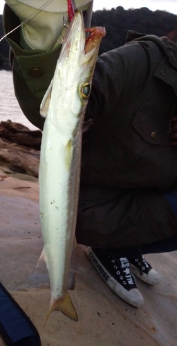 カマスの釣果