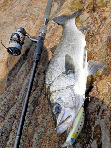 ヒラスズキの釣果