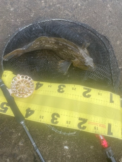 アブラコの釣果