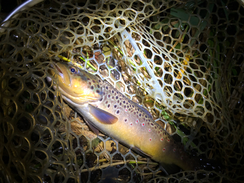 ブラウントラウトの釣果