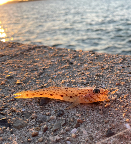 ハゼの釣果