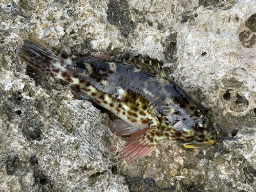 イソゴンベの釣果