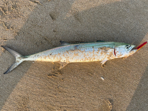 サゴシの釣果