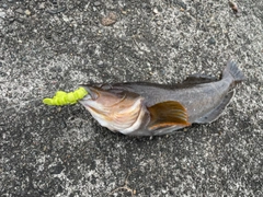 アイナメの釣果