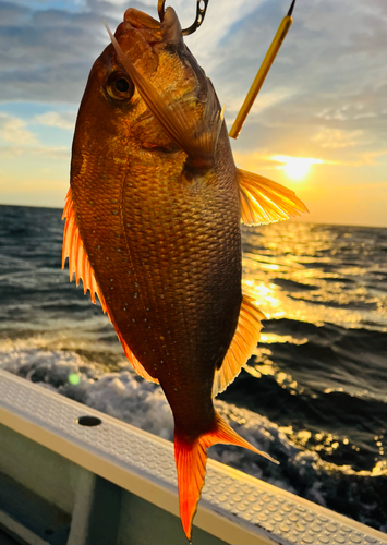 マダイの釣果