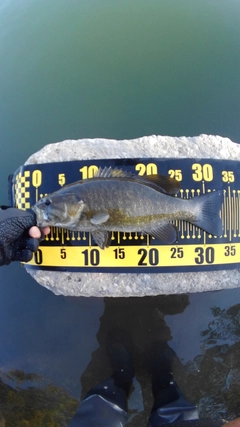 スモールマウスバスの釣果