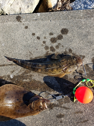 マゴチの釣果