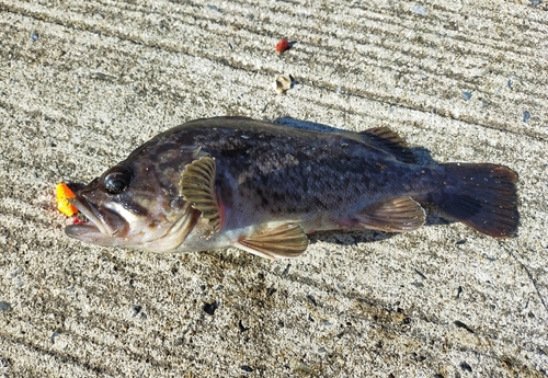 クロソイの釣果