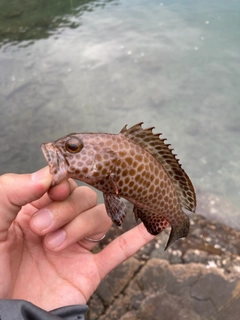 オオモンハタの釣果